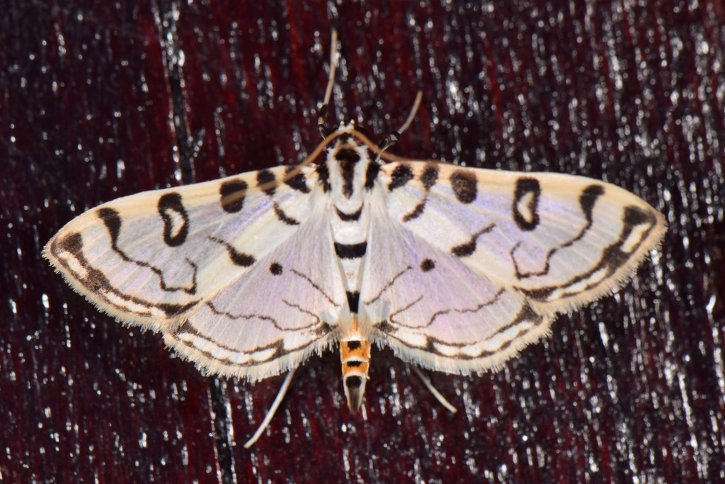 Conchylodes terminipuncta