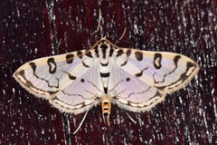 Conchylodes terminipuncta