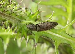 Actenicerus siaelandicus