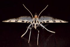 Conchylodes terminipuncta