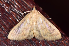 Pyraustinae