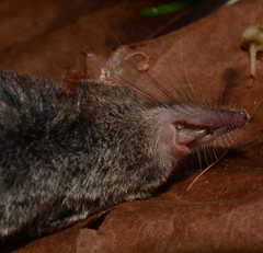 Sorex vagrans