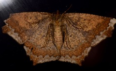 Paragonia procidaria