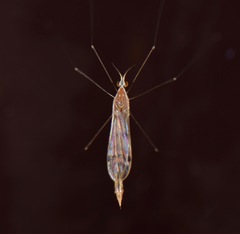 Gonomyia