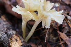 Gerronema strombodes