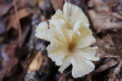 Gerronema strombodes