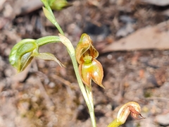 Pterostylis squamata