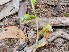 Pterostylis squamata
