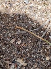 Pterostylis squamata