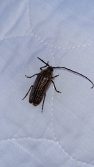 Prionoplus reticularis