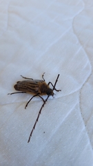 Prionoplus reticularis