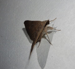 Hypospila bolinoides