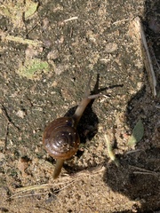 Macrochlamys hippocastaneum