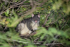 Trichosurus cunninghami