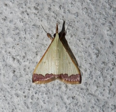 Autocharis hedyphaes