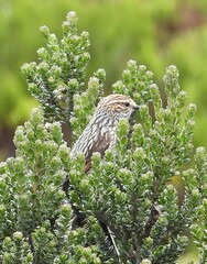 Leptasthenura andicola