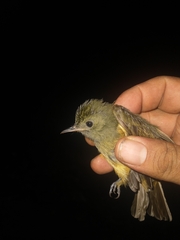 Mionectes oleagineus