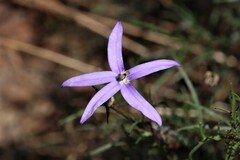 Lithotoma axillaris