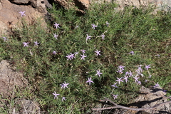 Lithotoma axillaris