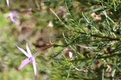 Lithotoma axillaris