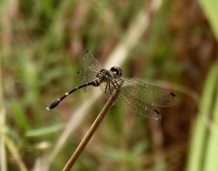 Nannophlebia eludens