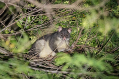 Trichosurus cunninghami