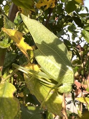 Microcentrum rhombifolium