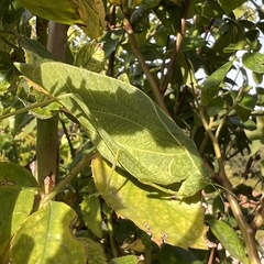 Microcentrum rhombifolium