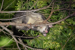 Trichosurus cunninghami