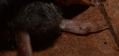Sorex vagrans