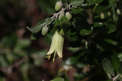 Correa glabra