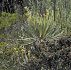 Espeletia