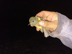 Mionectes oleagineus