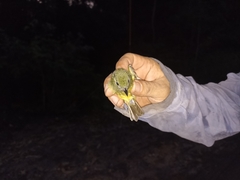 Mionectes oleagineus