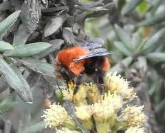 Bombus rubicundus