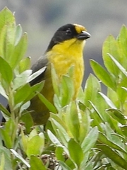 Atlapetes pallidinucha