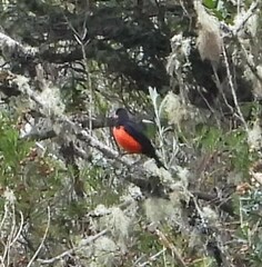 Anisognathus igniventris