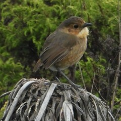 Grallaria quitensis