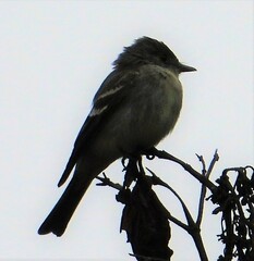 Mecocerculus leucophrys