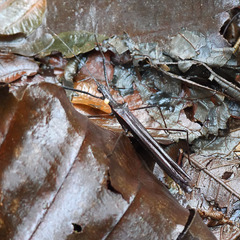 Pseudophasma unicolor