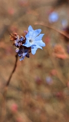 Ceratostigma