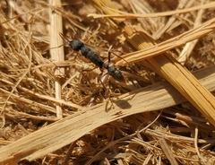 Harpegnathos venator