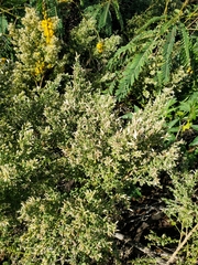 Baccharis