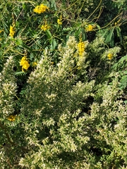 Baccharis