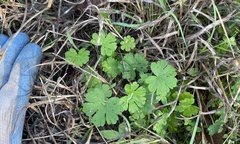 Geranium carolinianum