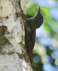 Sittasomus griseicapillus