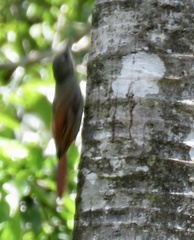 Sittasomus griseicapillus