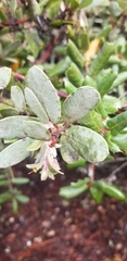 Arctostaphylos silvicola