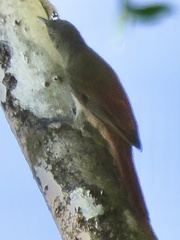 Sittasomus griseicapillus