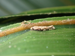 Crypsitricha agriopa